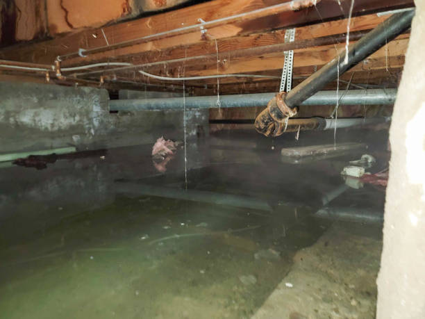Best Residential water damage restoration  in Elkader, IA