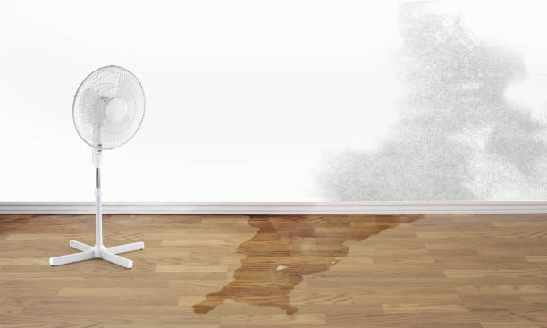 Best Ceiling water damage repair  in Elkader, IA